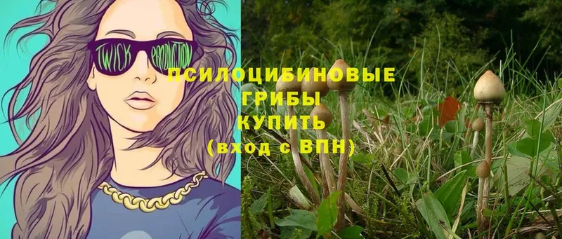 Псилоцибиновые грибы Psilocybe  Белогорск 